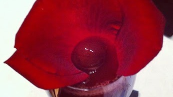 Rose & Cherry Bellini